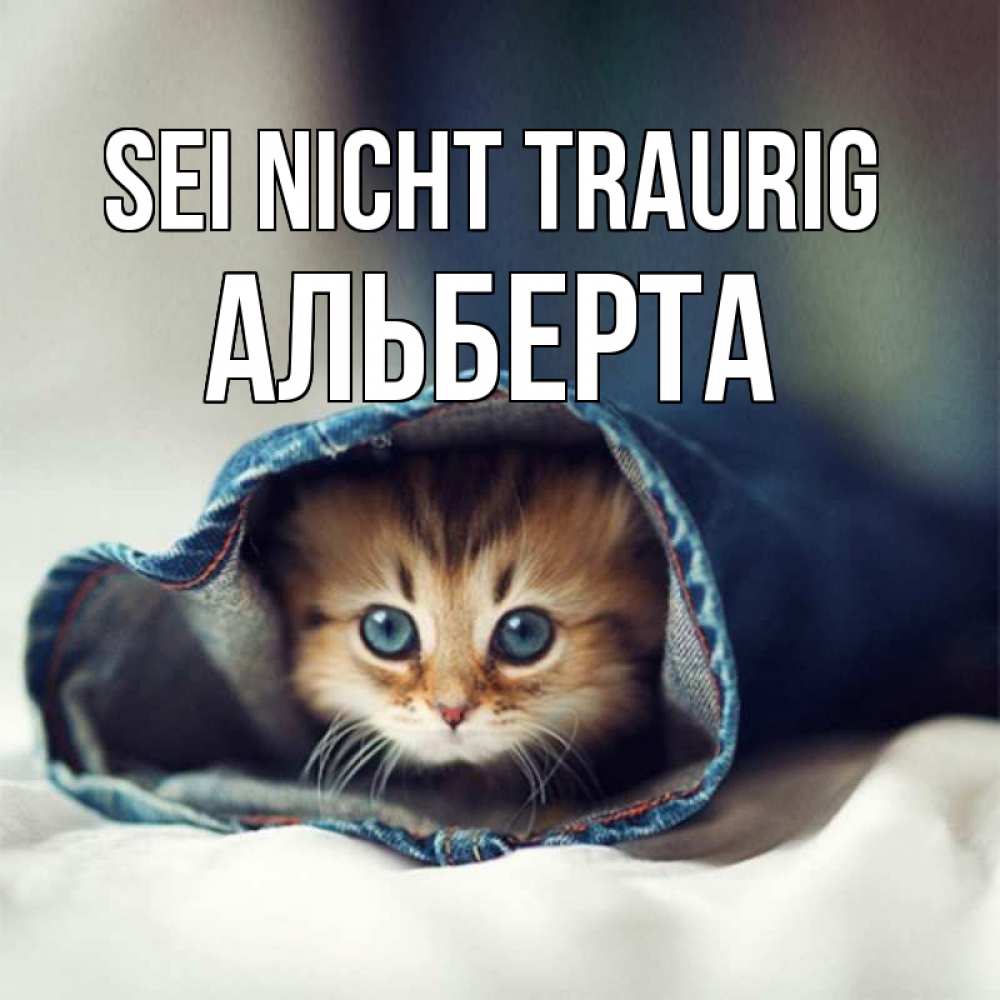 Открытка на каждый день с именем, Альберта Sei nicht traurig кот в одежде Прикольная открытка с пожеланием онлайн скачать бесплатно 