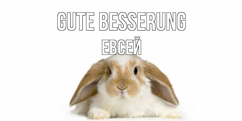 Открытка на каждый день с именем, Евсей Gute Besserung вислоухий кролик белого и коричневого цвета Прикольная открытка с пожеланием онлайн скачать бесплатно 