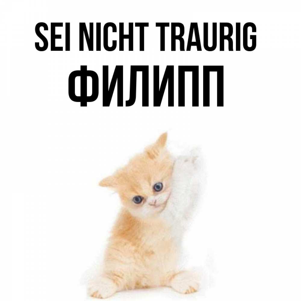 Открытка на каждый день с именем, Филипп Sei nicht traurig просящий кот Прикольная открытка с пожеланием онлайн скачать бесплатно 