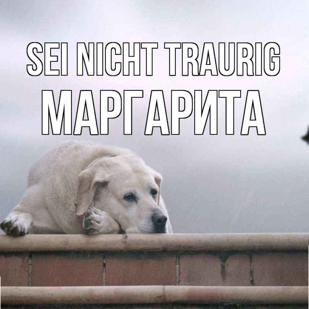 Открытка на каждый день с именем, Маргарита Sei nicht traurig белый пес 1 Прикольная открытка с пожеланием онлайн скачать бесплатно 