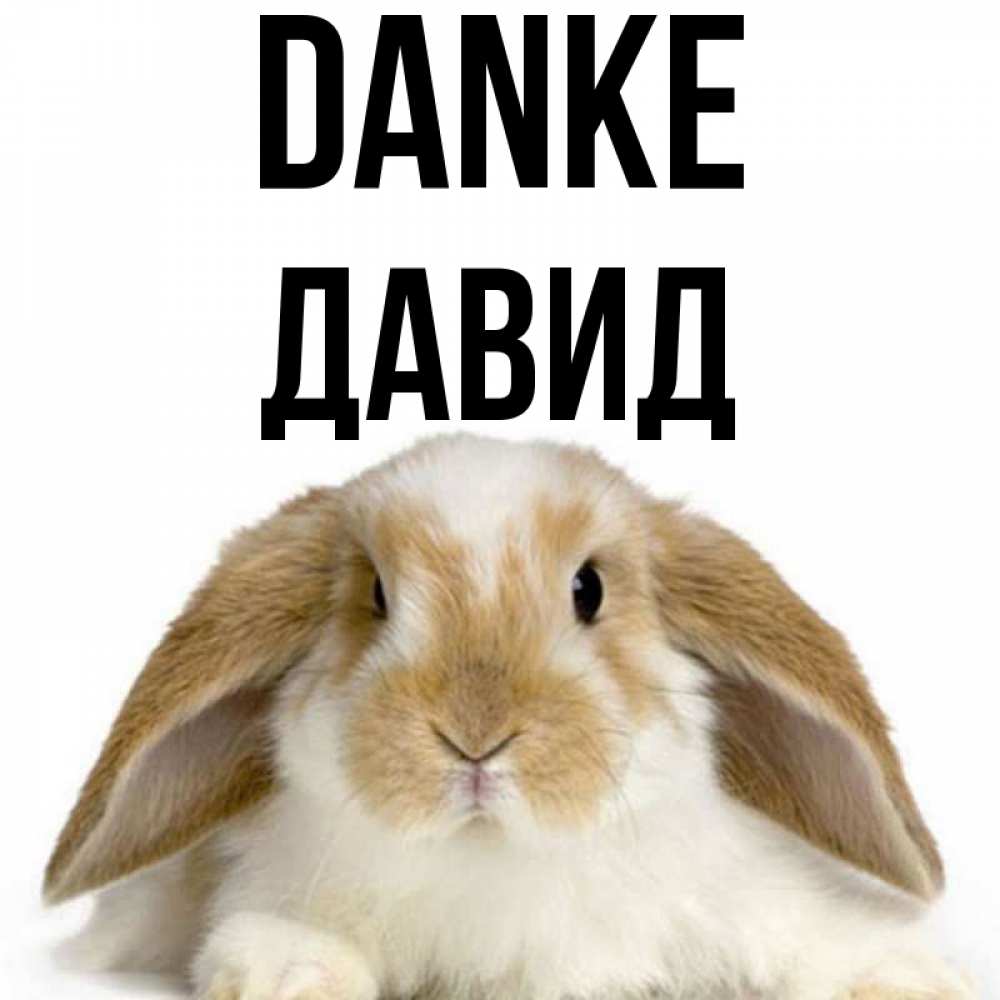 Открытка на каждый день с именем, Давид Danke коричнево белый заяц Прикольная открытка с пожеланием онлайн скачать бесплатно 
