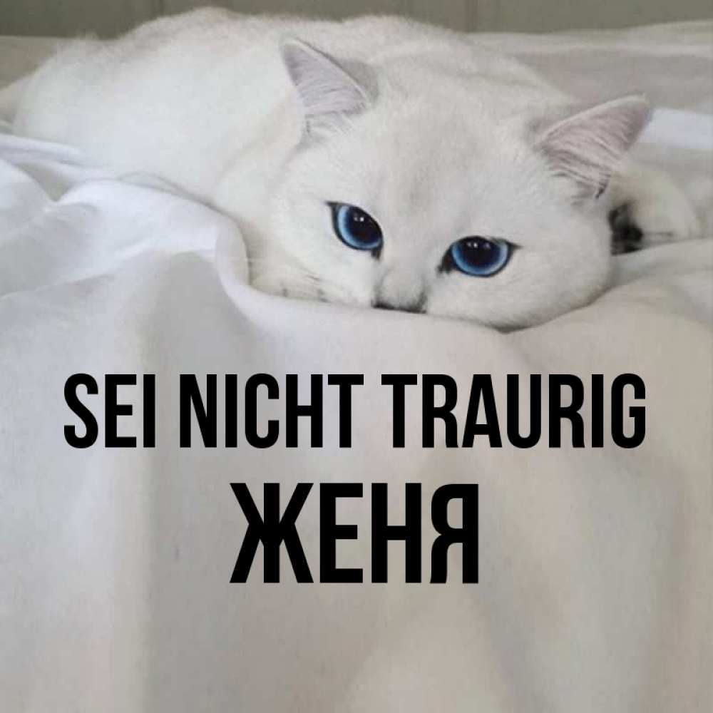 Открытка на каждый день с именем, Женя Sei nicht traurig Голубоглазая кошка Прикольная открытка с пожеланием онлайн скачать бесплатно 