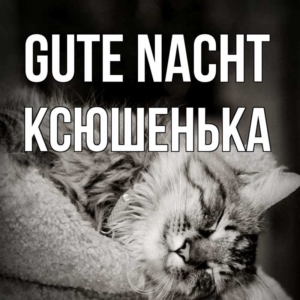 Открытка на каждый день с именем, Ксюшенька Gute Nacht котярик пушистый Прикольная открытка с пожеланием онлайн скачать бесплатно 