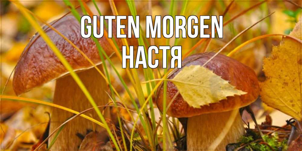 Открытка на каждый день с именем, Настя Guten Morgen осенние грибы Прикольная открытка с пожеланием онлайн скачать бесплатно 