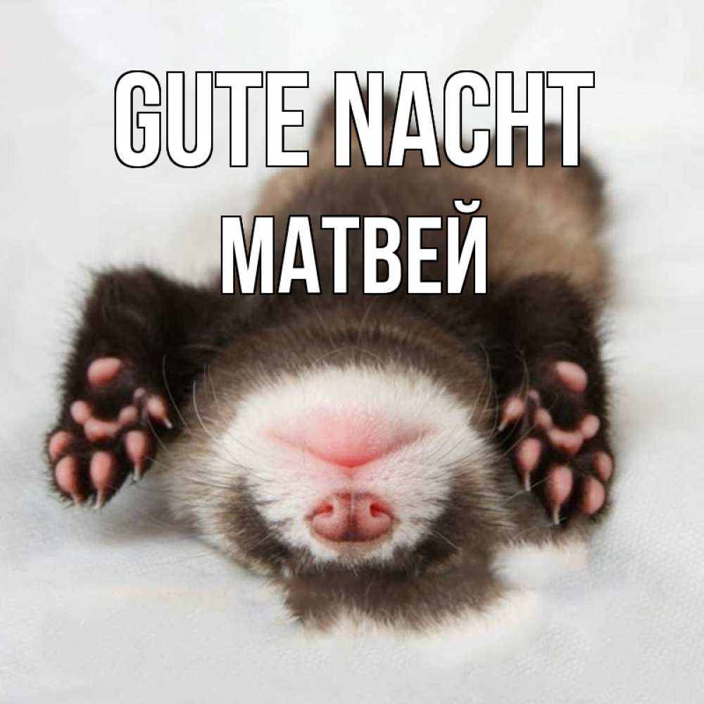 Открытка на каждый день с именем, Матвей Gute Nacht зверек Прикольная открытка с пожеланием онлайн скачать бесплатно 