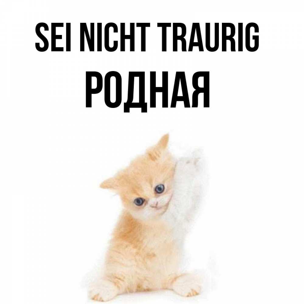 Открытка на каждый день с именем, Родная Sei nicht traurig просящий кот Прикольная открытка с пожеланием онлайн скачать бесплатно 
