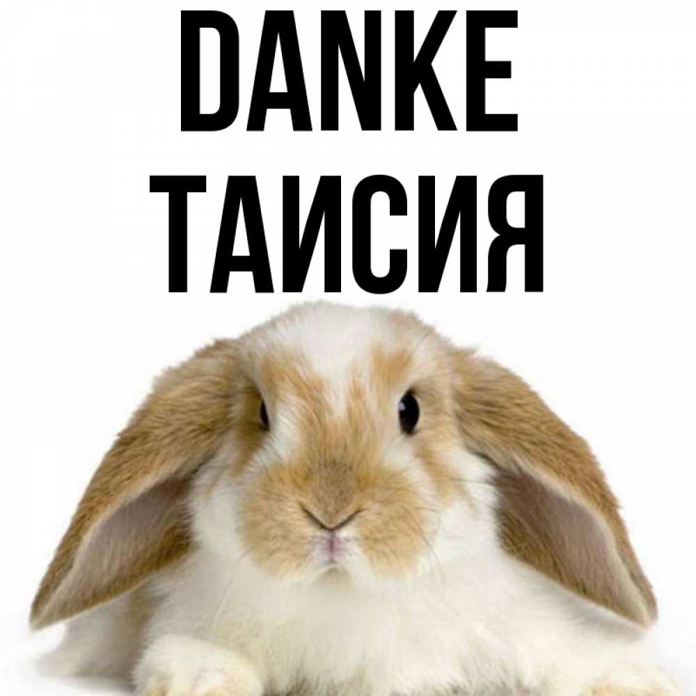 Открытка на каждый день с именем, Таисия Danke коричнево белый заяц Прикольная открытка с пожеланием онлайн скачать бесплатно 