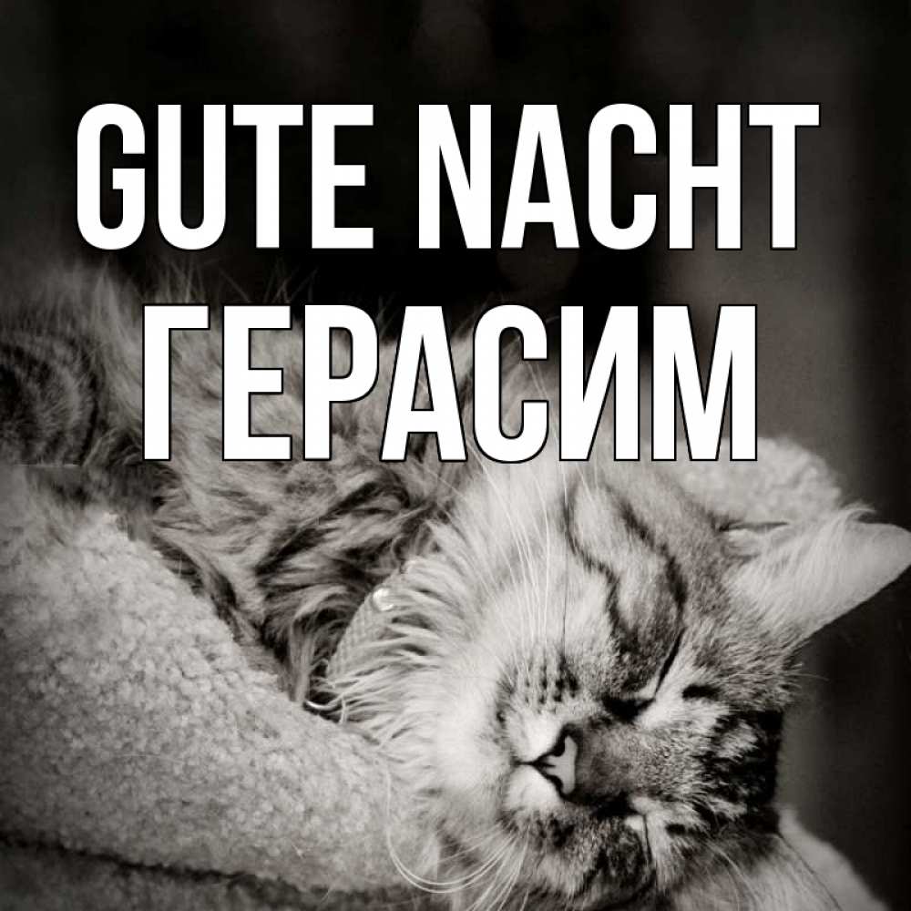 Открытка на каждый день с именем, Герасим Gute Nacht котярик пушистый Прикольная открытка с пожеланием онлайн скачать бесплатно 
