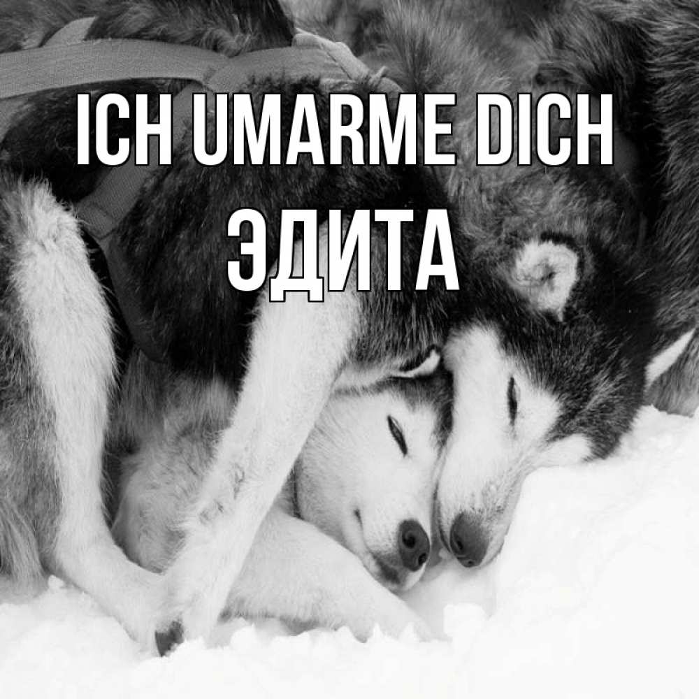 Открытка на каждый день с именем, Эдита Ich umarme dich собачки в упряжке Прикольная открытка с пожеланием онлайн скачать бесплатно 