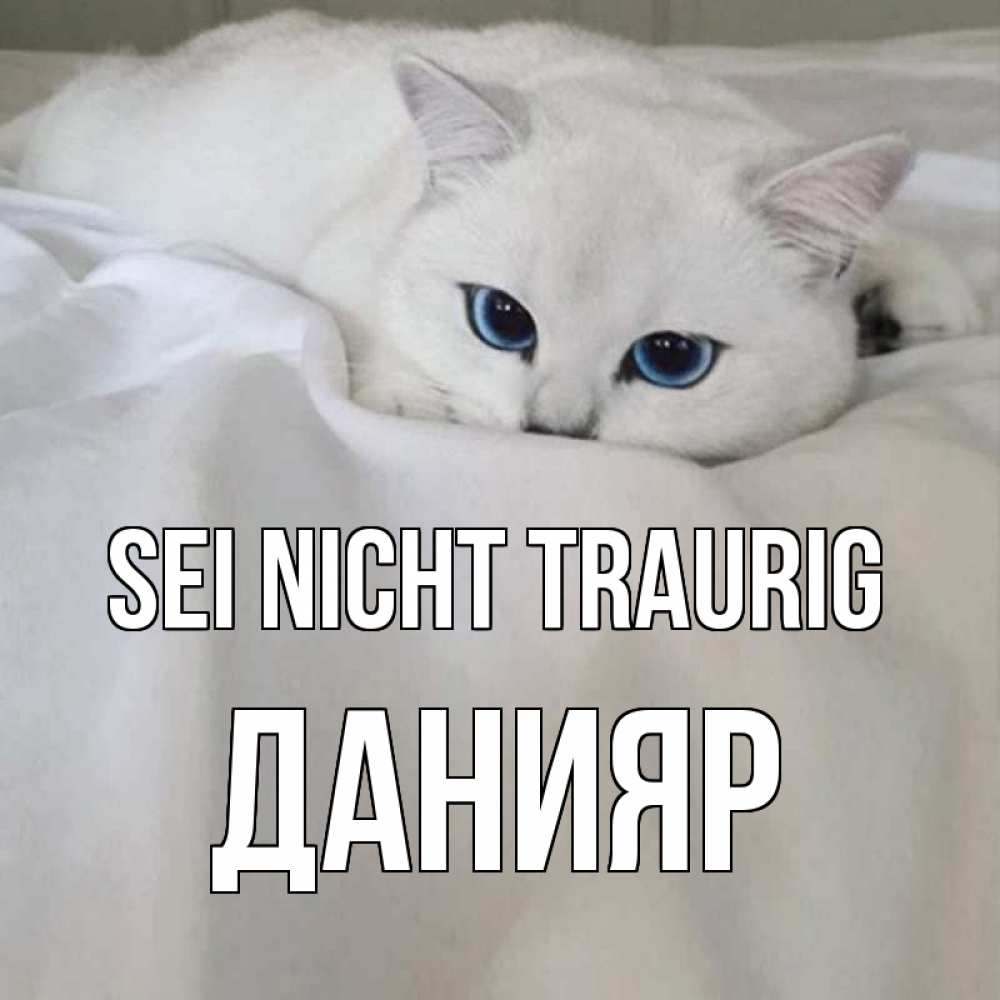 Открытка на каждый день с именем, Данияр Sei nicht traurig белый кот с голубыми глазами на белоснежной кровати Прикольная открытка с пожеланием онлайн скачать бесплатно 