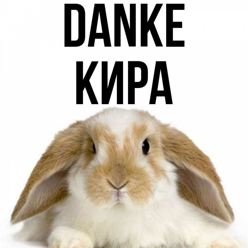 Открытка на каждый день с именем, Кира Danke коричнево белый заяц Прикольная открытка с пожеланием онлайн скачать бесплатно 
