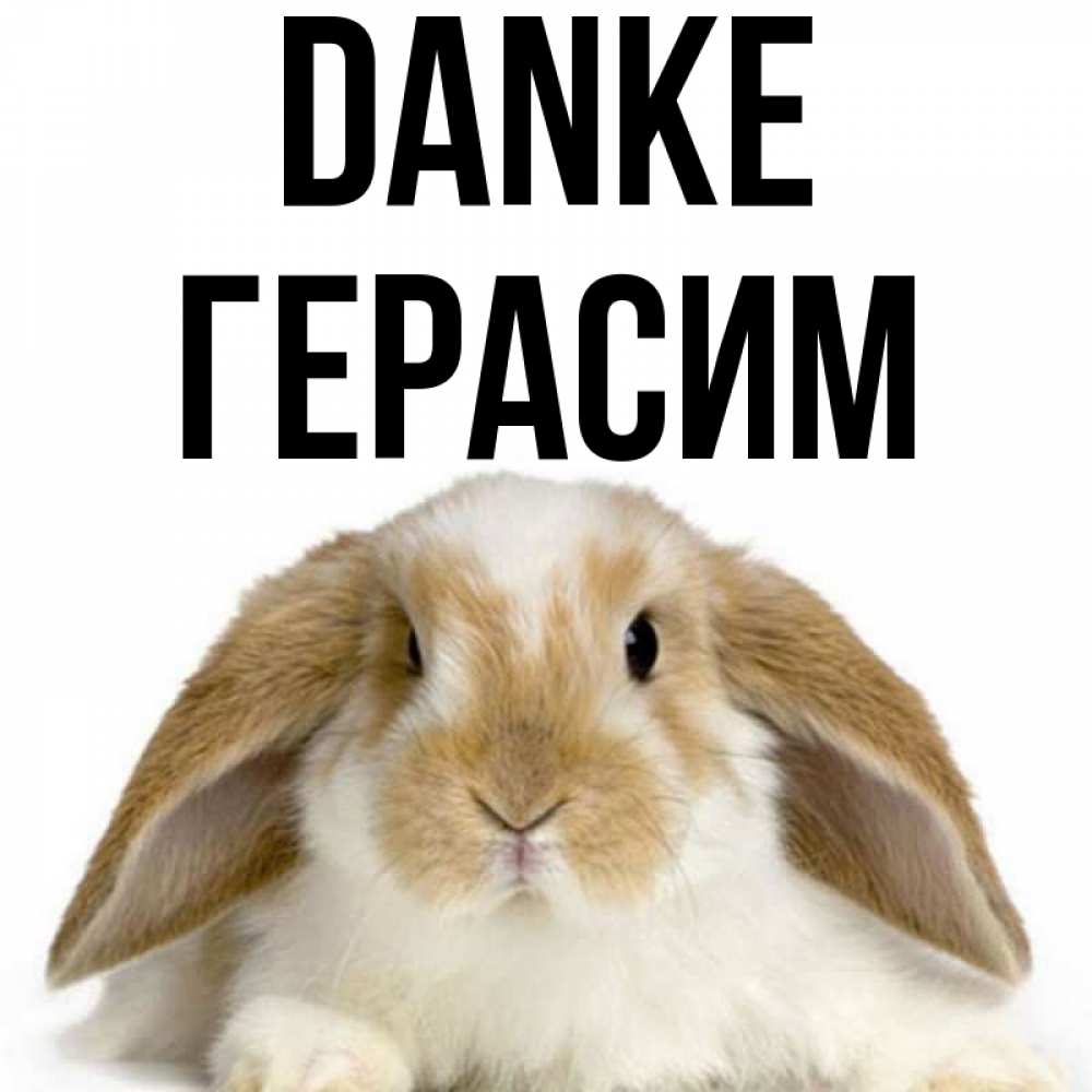Открытка на каждый день с именем, Герасим Danke коричнево белый заяц Прикольная открытка с пожеланием онлайн скачать бесплатно 
