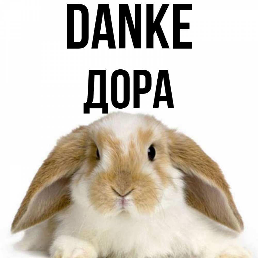 Открытка на каждый день с именем, Дора Danke коричнево белый заяц Прикольная открытка с пожеланием онлайн скачать бесплатно 