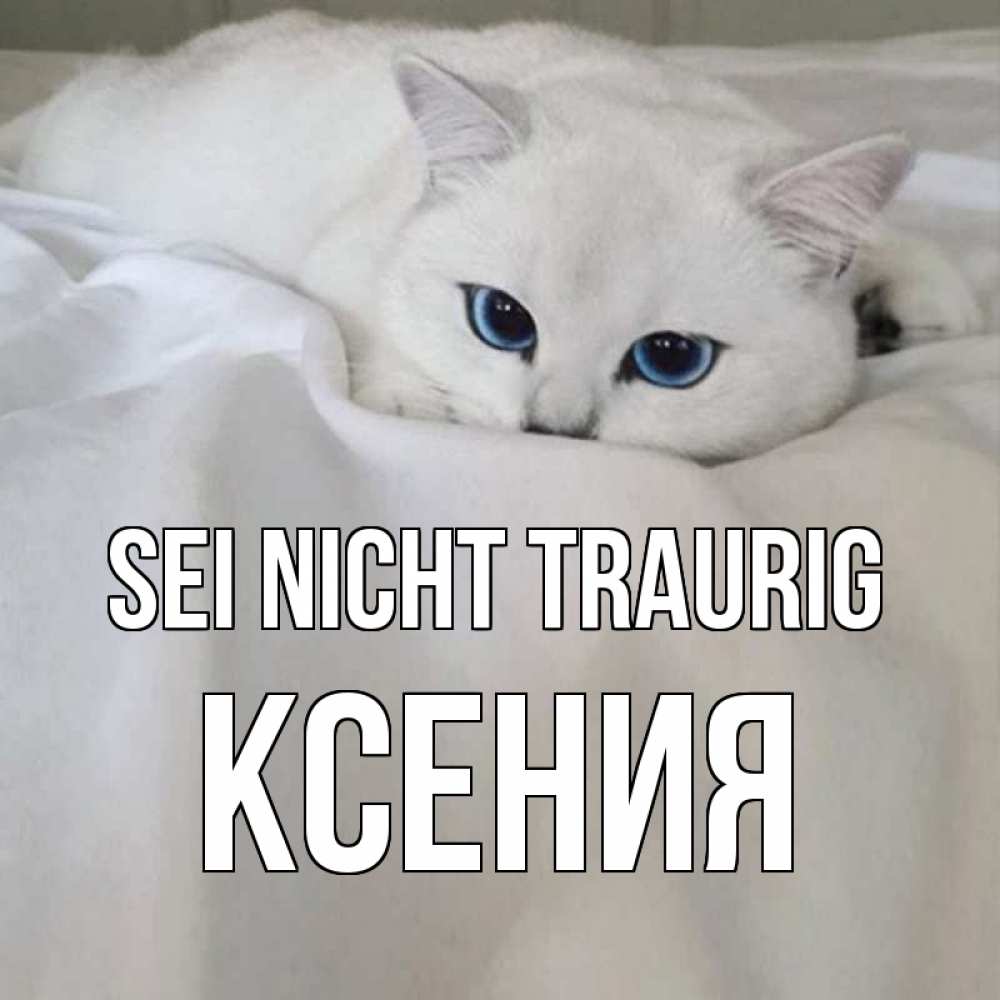 Открытка на каждый день с именем, Ксения Sei nicht traurig белый кот с голубыми глазами на белоснежной кровати Прикольная открытка с пожеланием онлайн скачать бесплатно 