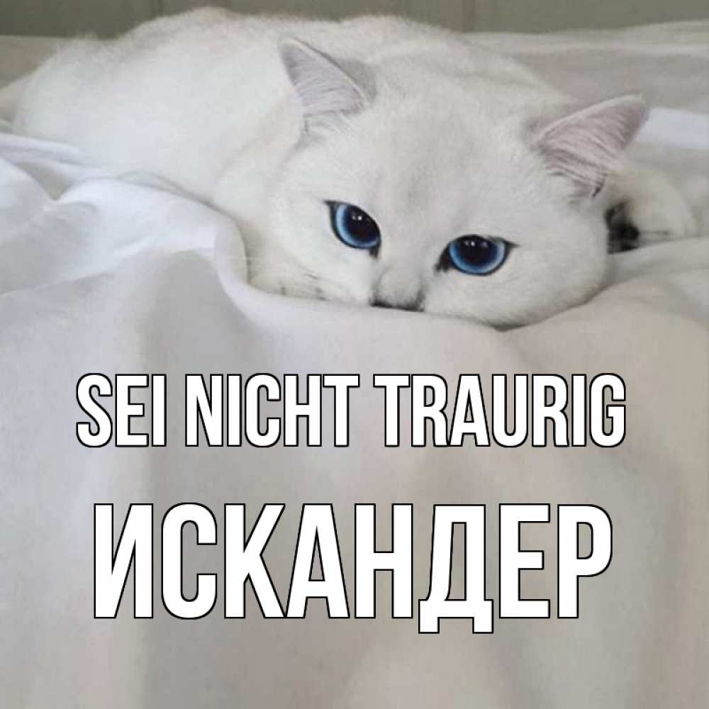 Открытка на каждый день с именем, Искандер Sei nicht traurig белый кот с голубыми глазами на белоснежной кровати Прикольная открытка с пожеланием онлайн скачать бесплатно 
