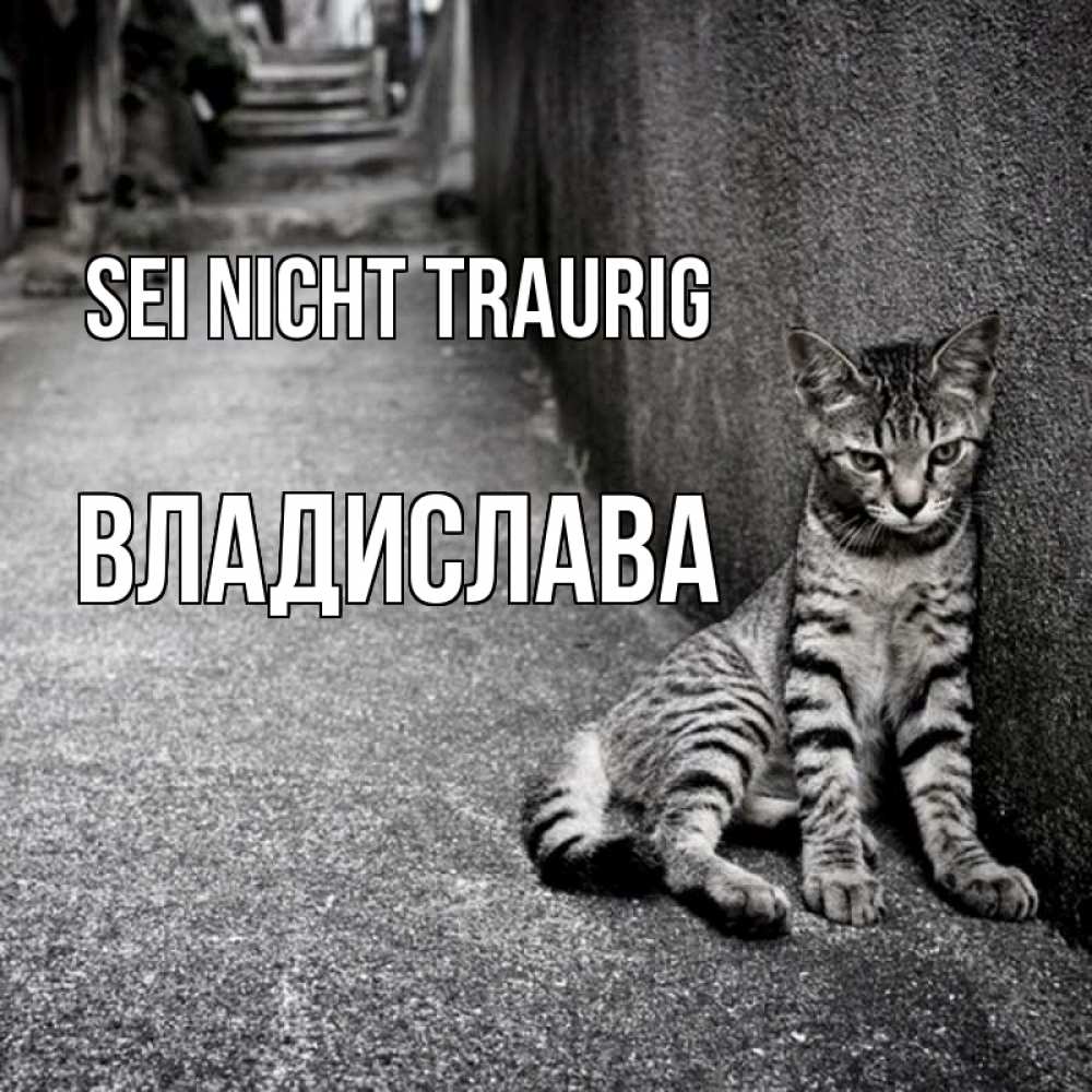 Открытка на каждый день с именем, Владислава Sei nicht traurig скучающий котик Прикольная открытка с пожеланием онлайн скачать бесплатно 