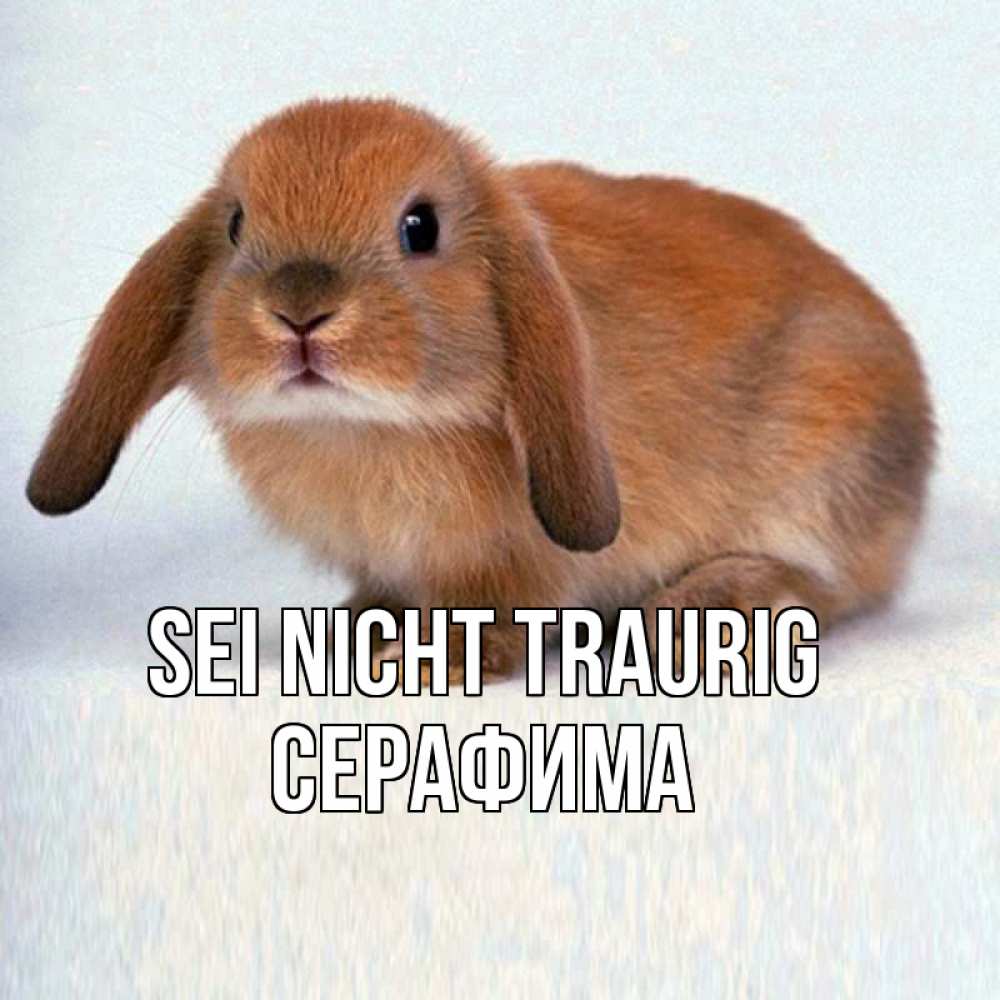 Открытка на каждый день с именем, Серафима Sei nicht traurig вислоухий рыжий кролик Прикольная открытка с пожеланием онлайн скачать бесплатно 