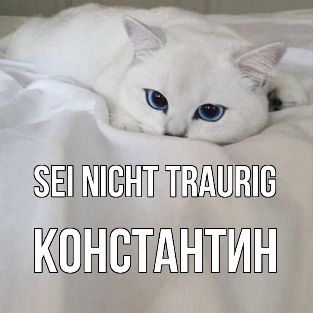 Открытка на каждый день с именем, Константин Sei nicht traurig белый кот с голубыми глазами на белоснежной кровати Прикольная открытка с пожеланием онлайн скачать бесплатно 