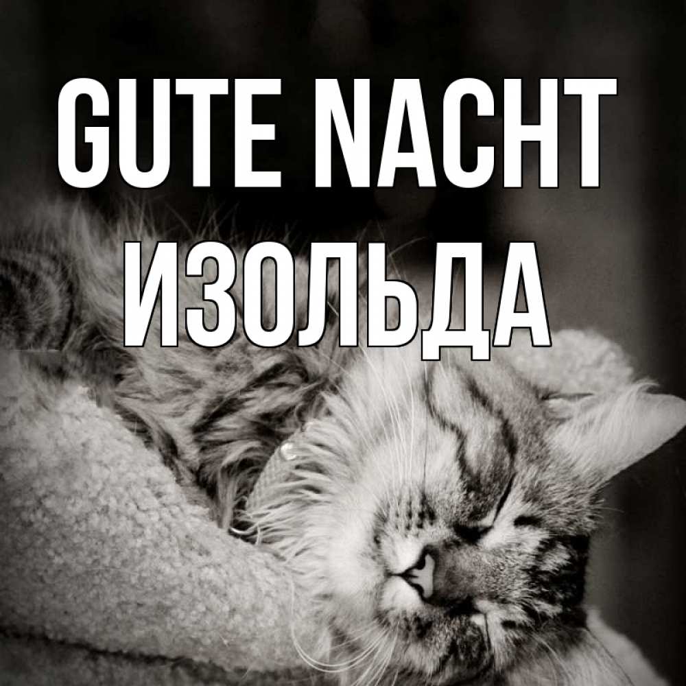 Открытка на каждый день с именем, Изольда Gute Nacht котярик пушистый Прикольная открытка с пожеланием онлайн скачать бесплатно 