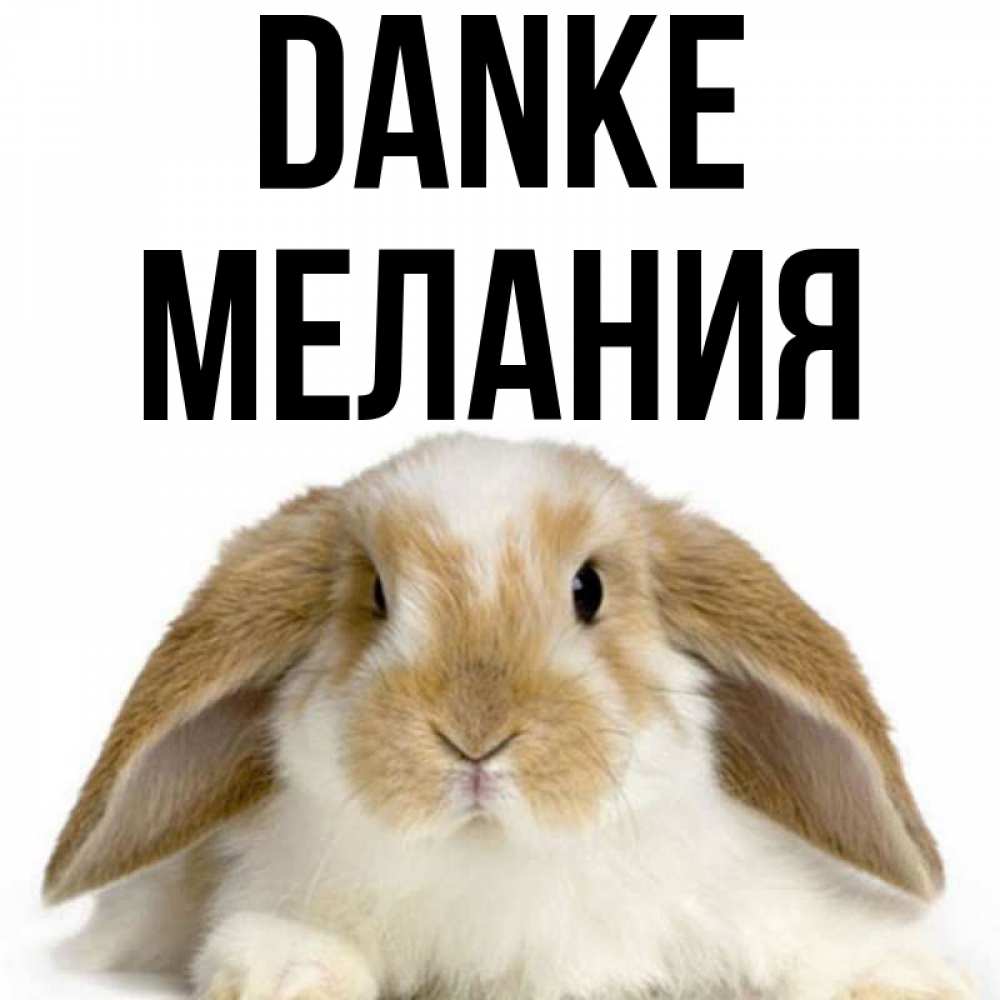 Открытка на каждый день с именем, Мелания Danke коричнево белый заяц Прикольная открытка с пожеланием онлайн скачать бесплатно 