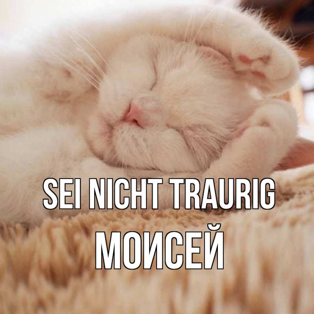 Открытка на каждый день с именем, Моисей Sei nicht traurig белый кот Прикольная открытка с пожеланием онлайн скачать бесплатно 