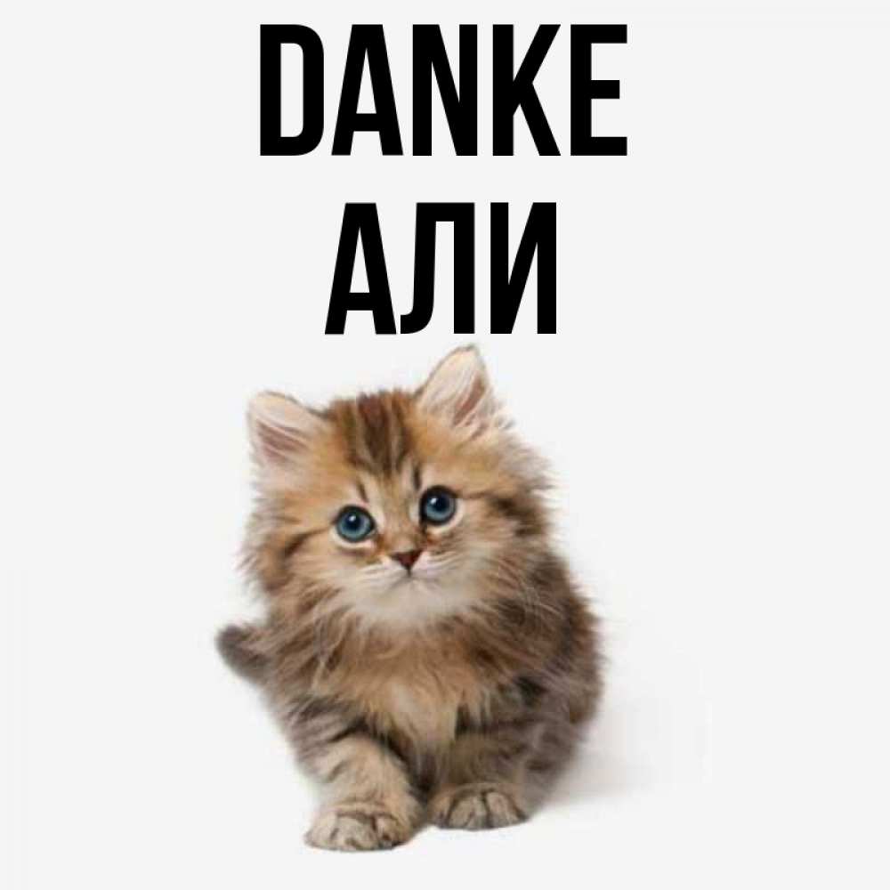 Открытка на каждый день с именем, Али Danke пушистый котик Прикольная открытка с пожеланием онлайн скачать бесплатно 