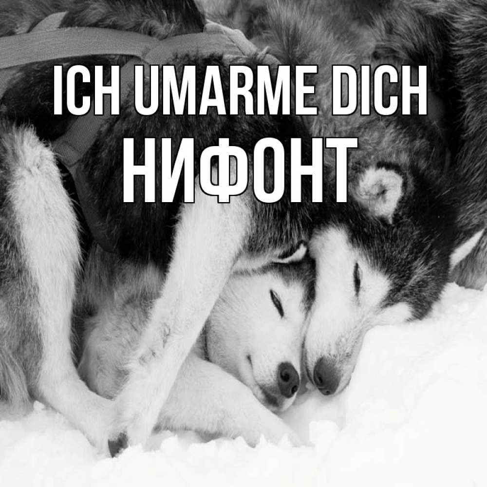 Открытка на каждый день с именем, Нифонт Ich umarme dich собачки в упряжке Прикольная открытка с пожеланием онлайн скачать бесплатно 
