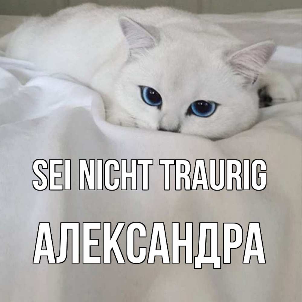 Открытка на каждый день с именем, Александра Sei nicht traurig белый кот с голубыми глазами на белоснежной кровати Прикольная открытка с пожеланием онлайн скачать бесплатно 