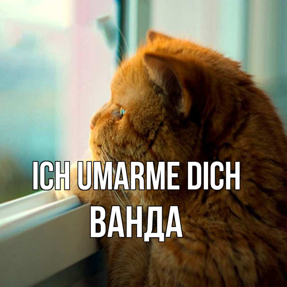 Открытка на каждый день с именем, Ванда Ich umarme dich большой огромный рыжий котяра Прикольная открытка с пожеланием онлайн скачать бесплатно 