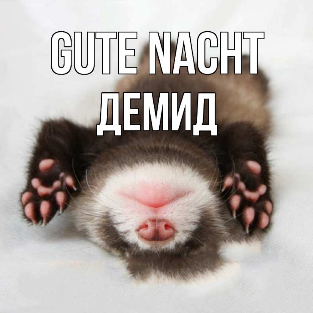 Открытка на каждый день с именем, Демид Gute Nacht зверек Прикольная открытка с пожеланием онлайн скачать бесплатно 