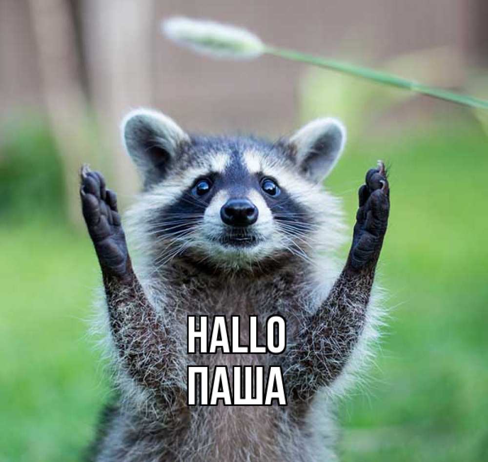 Открытка на каждый день с именем, Паша Hallo животные Прикольная открытка с пожеланием онлайн скачать бесплатно 