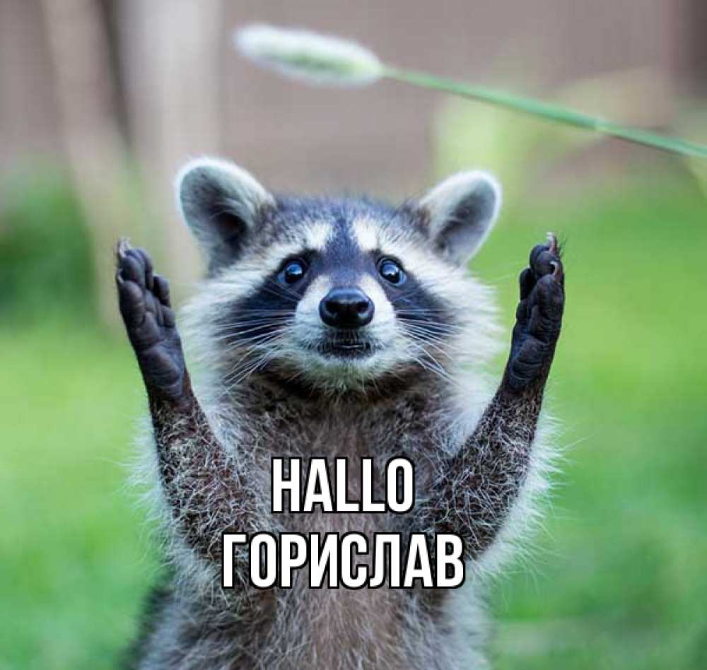 Открытка на каждый день с именем, Горислав Hallo животные Прикольная открытка с пожеланием онлайн скачать бесплатно 