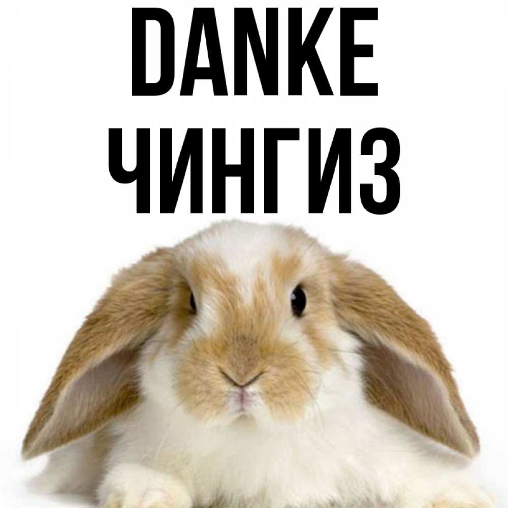 Открытка на каждый день с именем, Чингиз Danke коричнево белый заяц Прикольная открытка с пожеланием онлайн скачать бесплатно 