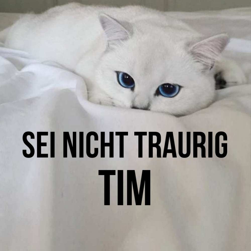 Открытка на каждый день с именем, Tim Sei nicht traurig Голубоглазая кошка Прикольная открытка с пожеланием онлайн скачать бесплатно 
