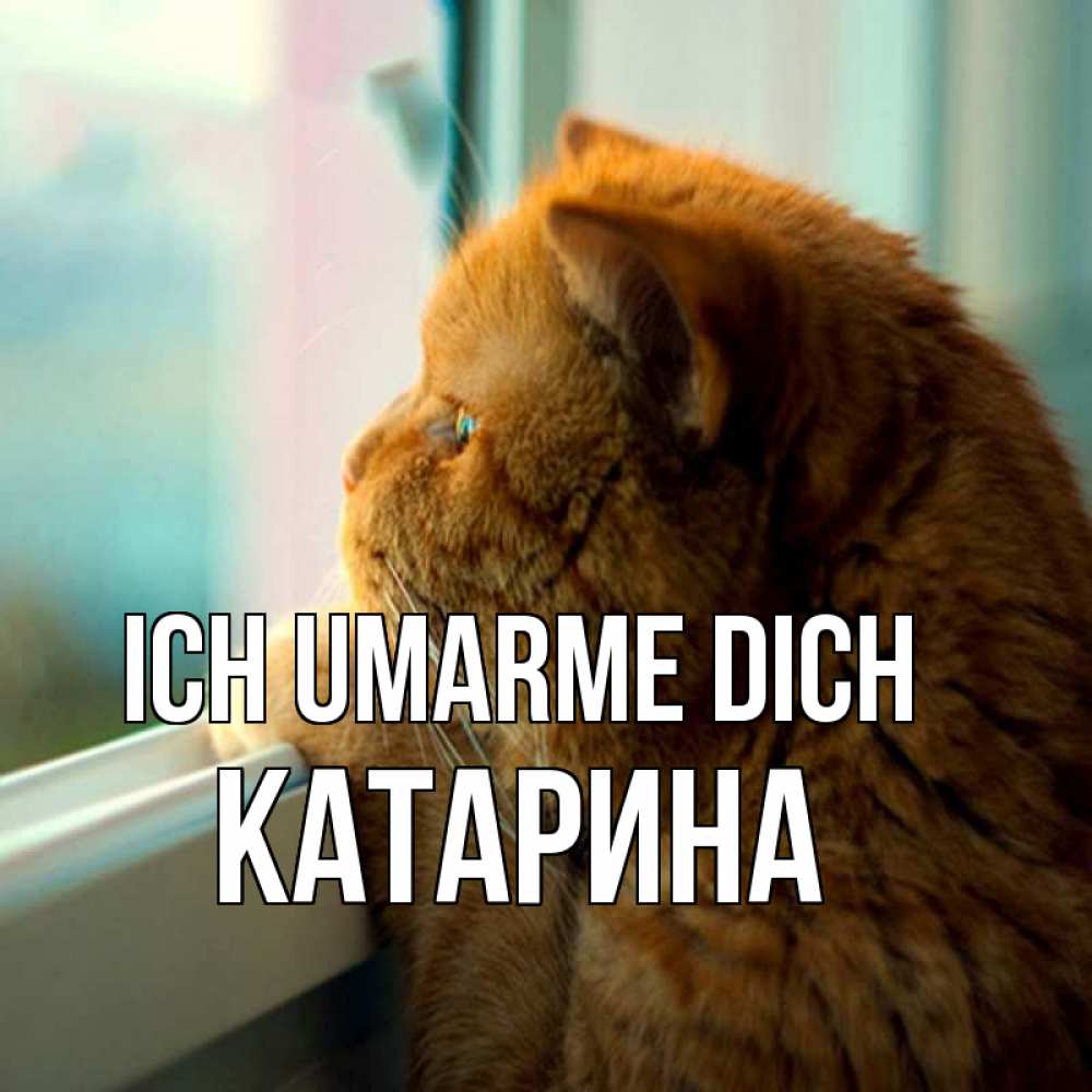 Открытка на каждый день с именем, Катарина Ich umarme dich большой огромный рыжий котяра Прикольная открытка с пожеланием онлайн скачать бесплатно 