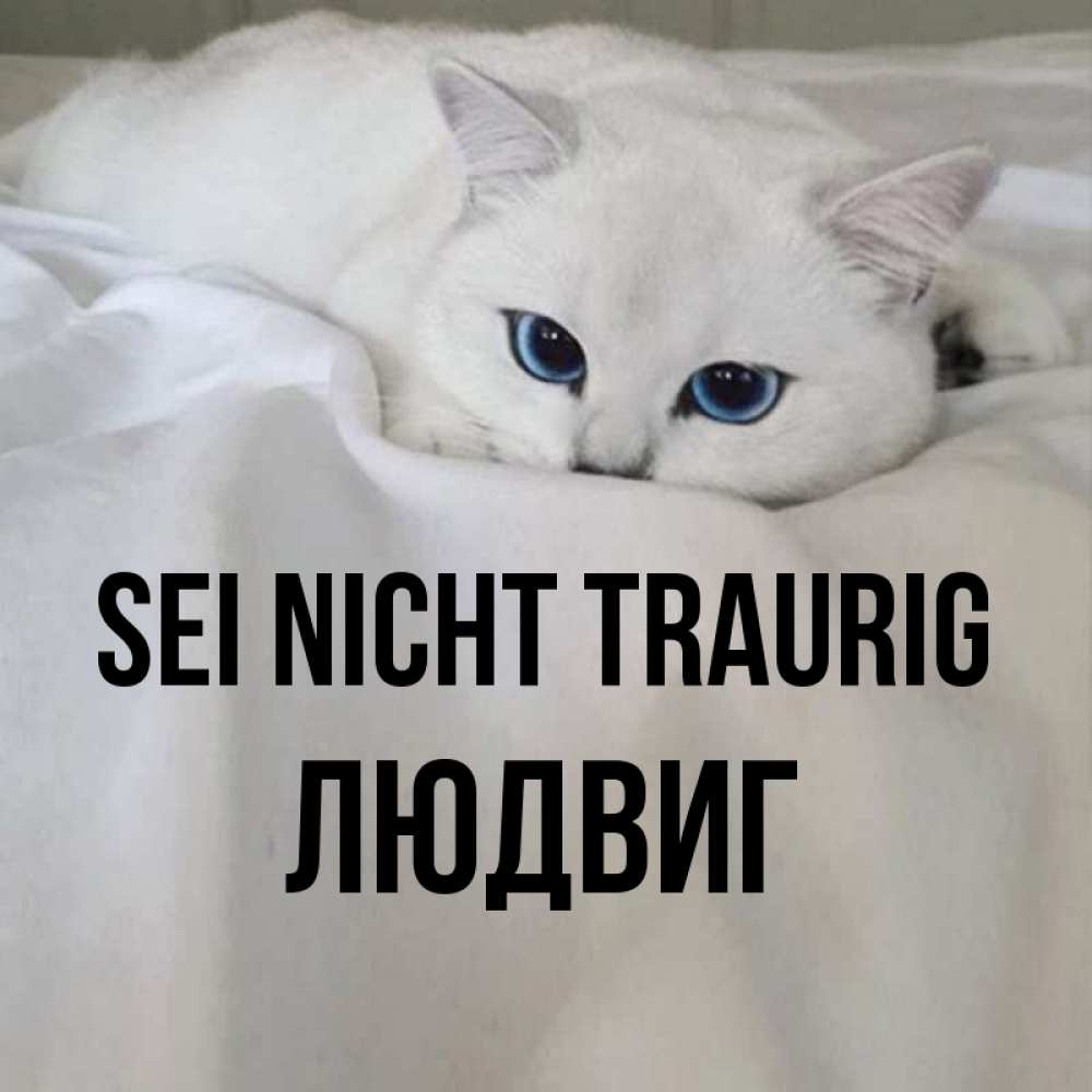Открытка на каждый день с именем, Людвиг Sei nicht traurig Голубоглазая кошка Прикольная открытка с пожеланием онлайн скачать бесплатно 