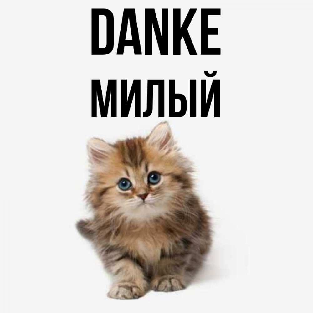 Открытка на каждый день с именем, Милый Danke пушистый котик Прикольная открытка с пожеланием онлайн скачать бесплатно 