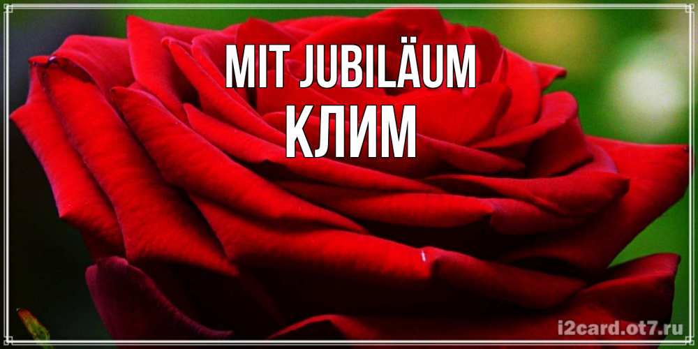 Открытка на каждый день с именем, Клим Mit Jubiläum розочка очень красивая Прикольная открытка с пожеланием онлайн скачать бесплатно 