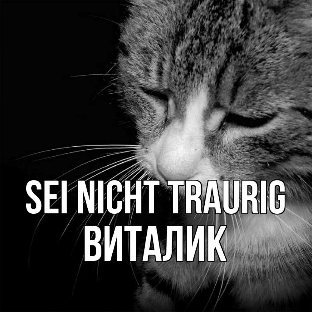 Открытка на каждый день с именем, Виталик Sei nicht traurig грустный котик Прикольная открытка с пожеланием онлайн скачать бесплатно 