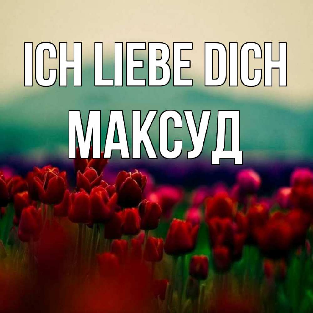 Открытка на каждый день с именем, Максуд Ich liebe dich тюльпаны 4 Прикольная открытка с пожеланием онлайн скачать бесплатно 