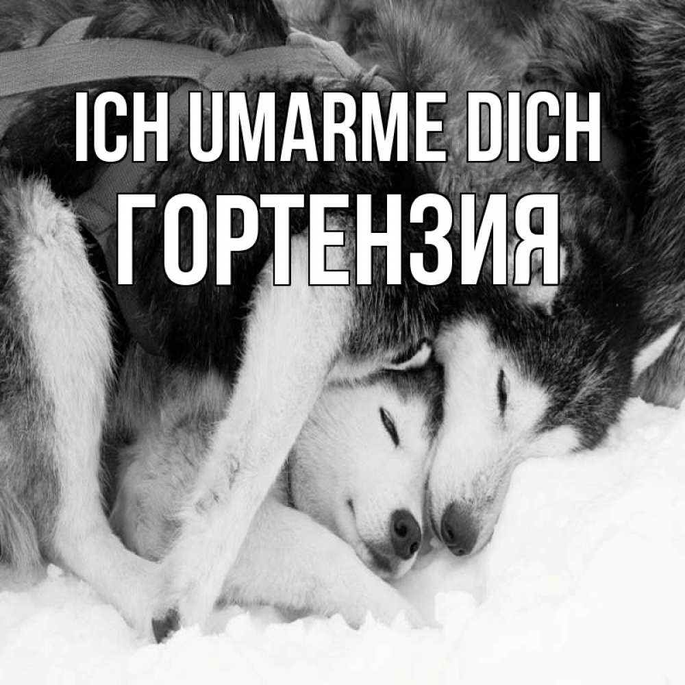 Открытка на каждый день с именем, Гортензия Ich umarme dich собачки в упряжке Прикольная открытка с пожеланием онлайн скачать бесплатно 
