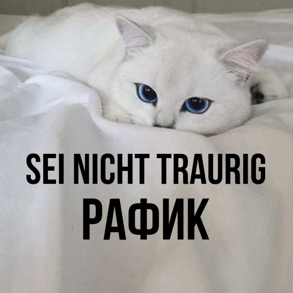 Открытка на каждый день с именем, Рафик Sei nicht traurig Голубоглазая кошка Прикольная открытка с пожеланием онлайн скачать бесплатно 