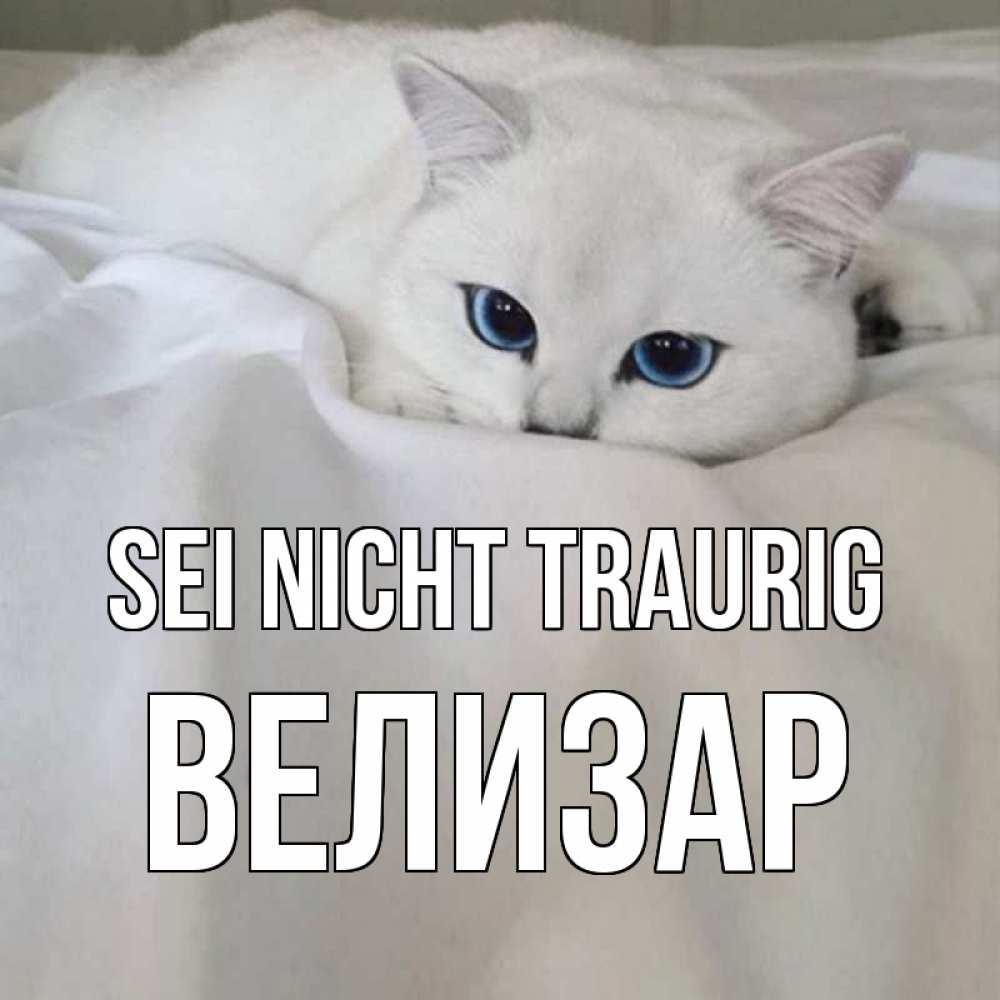 Открытка на каждый день с именем, Велизар Sei nicht traurig белый кот с голубыми глазами на белоснежной кровати Прикольная открытка с пожеланием онлайн скачать бесплатно 