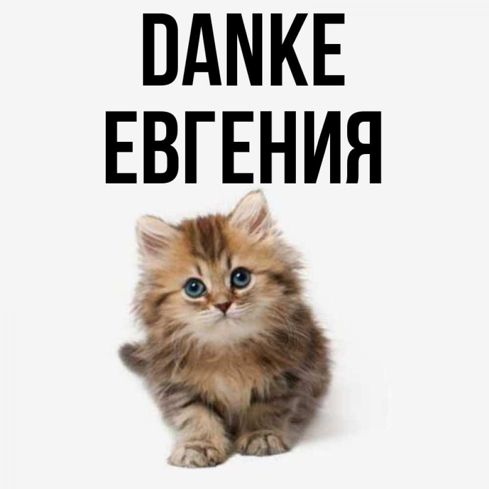Открытка на каждый день с именем, Евгения Danke пушистый котик Прикольная открытка с пожеланием онлайн скачать бесплатно 