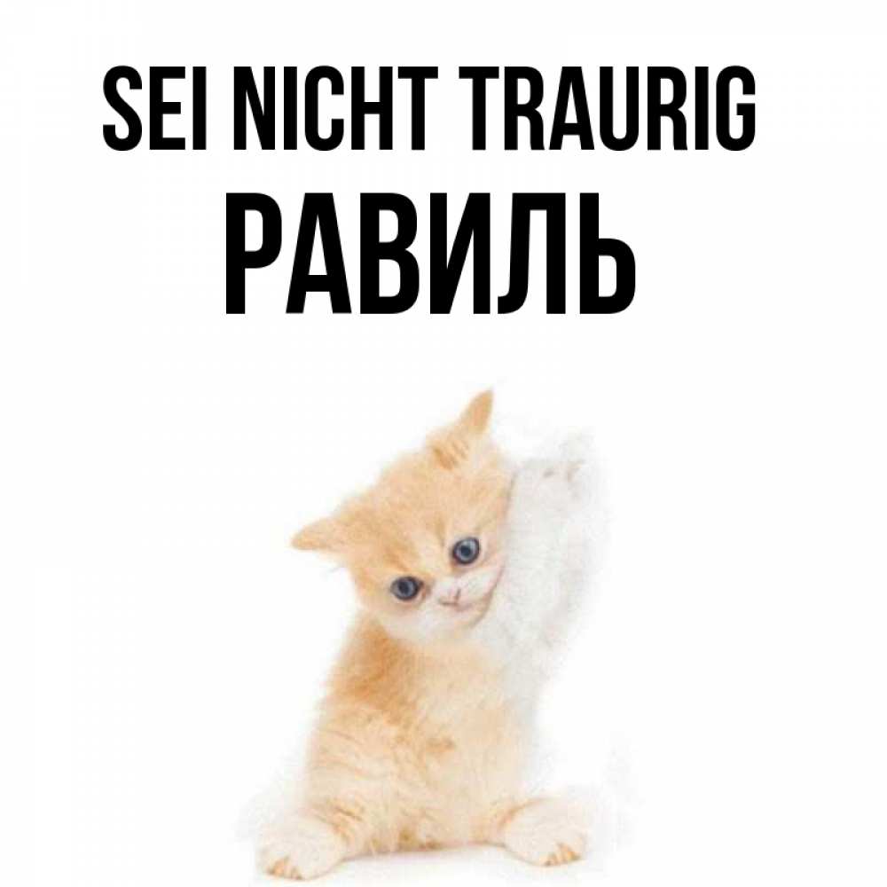 Открытка на каждый день с именем, Равиль Sei nicht traurig просящий кот Прикольная открытка с пожеланием онлайн скачать бесплатно 