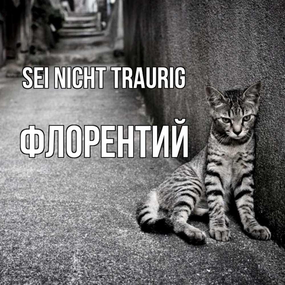 Открытка на каждый день с именем, Флорентий Sei nicht traurig скучающий котик Прикольная открытка с пожеланием онлайн скачать бесплатно 