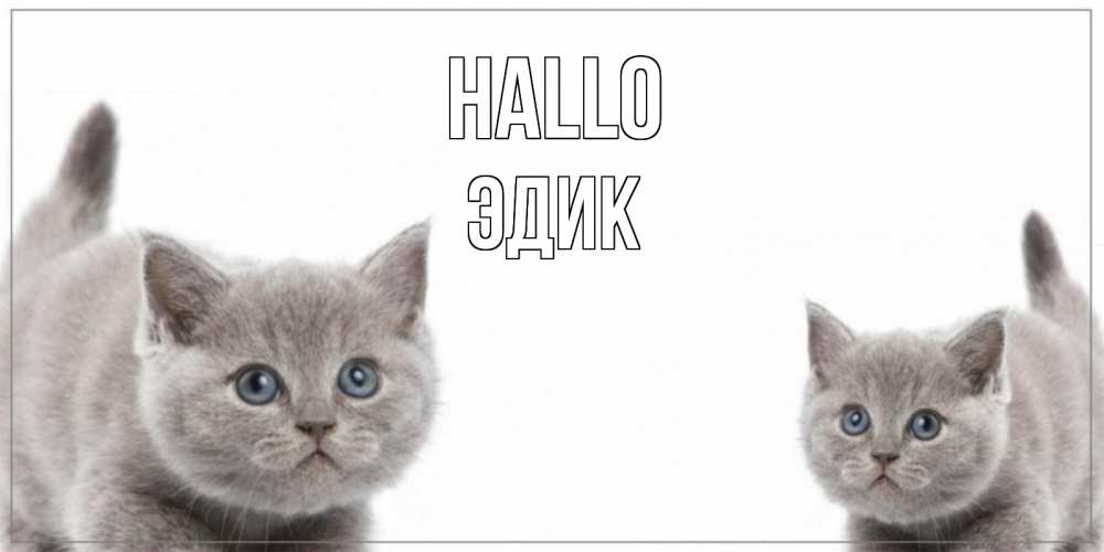 Открытка на каждый день с именем, Эдик Hallo коты Прикольная открытка с пожеланием онлайн скачать бесплатно 