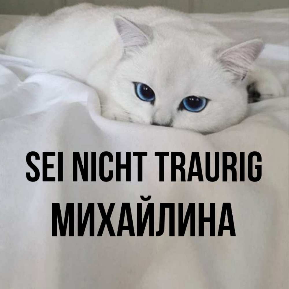 Открытка на каждый день с именем, Михайлина Sei nicht traurig Голубоглазая кошка Прикольная открытка с пожеланием онлайн скачать бесплатно 