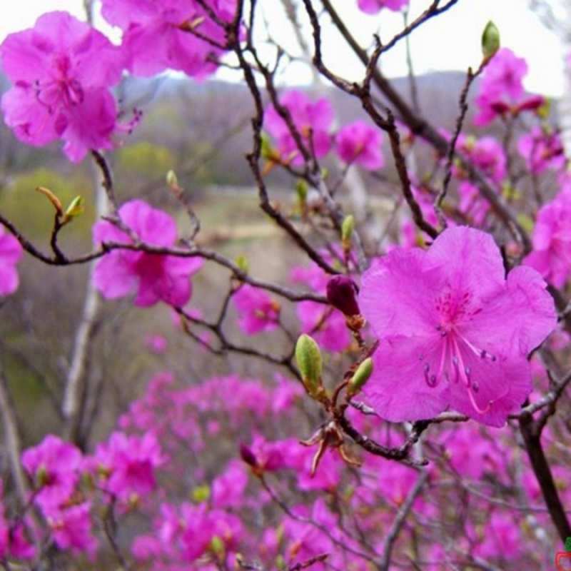 Открытка весенние цветы  международный женский день  Am 8. März 