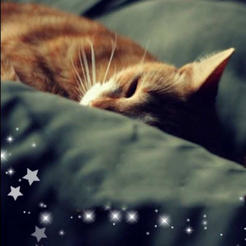 Открытка рыжий кот спит  кроватка  Gute Nacht 